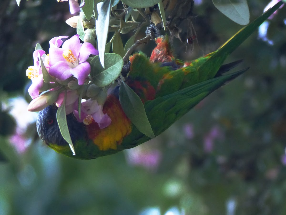 rainbow lorikeet