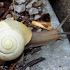 The white-lipped snail