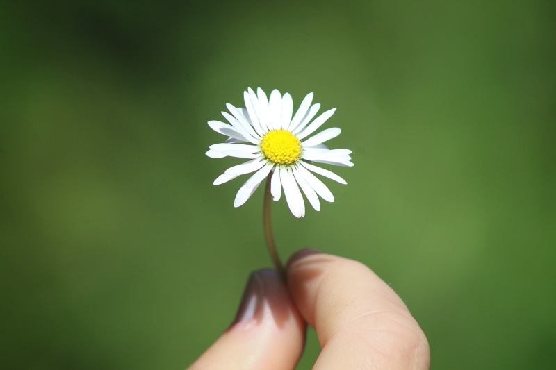 daisy flower