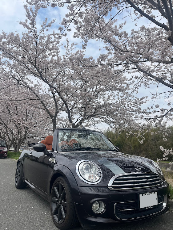 ミニ コンバーチブルのMINI・MINI乗りさんと繋がりたい・ドライブ・サクラと愛車・桜とコラボに関するカスタム事例の投稿画像1枚目