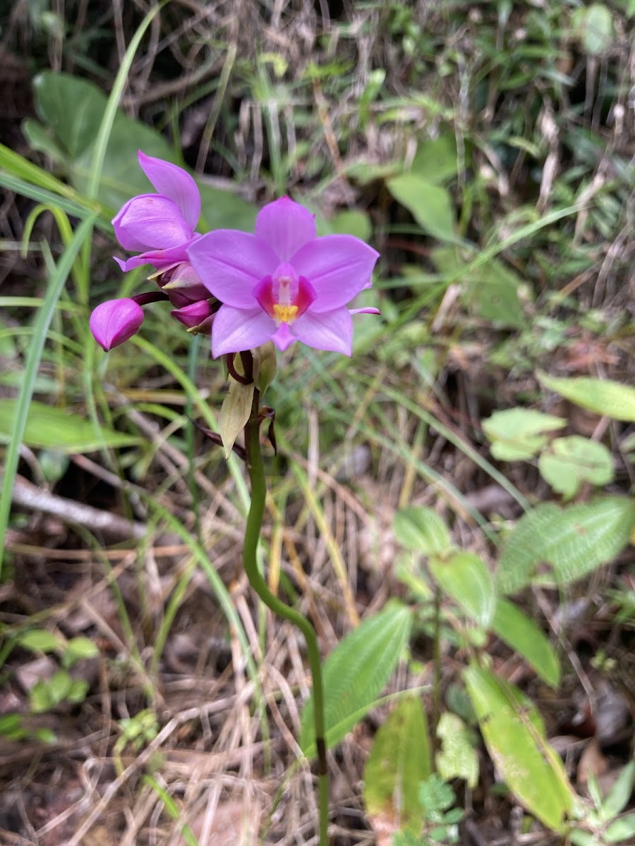 Ground Orchid