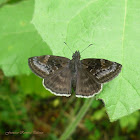 Funereal Duskywing