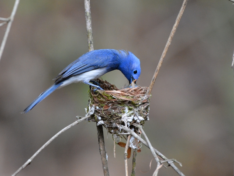 Black naped Monarch