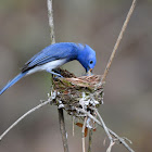 Black naped Monarch