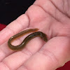 American Eel