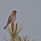 Chaffinch