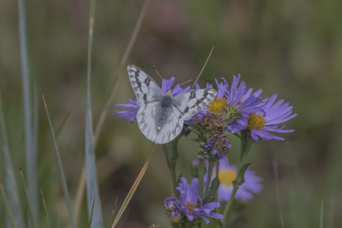 Western White