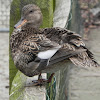 Gadwall (Female)