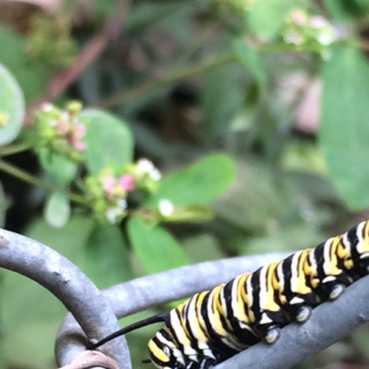 Monarch caterpillar