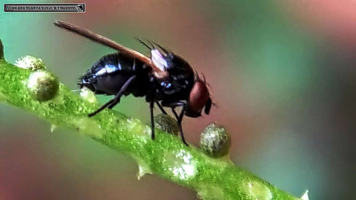 Metallic-Green Tomato Fly