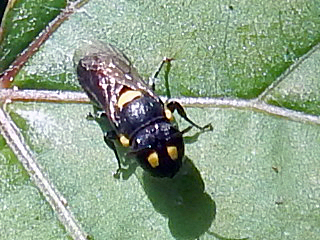 Masked Bee