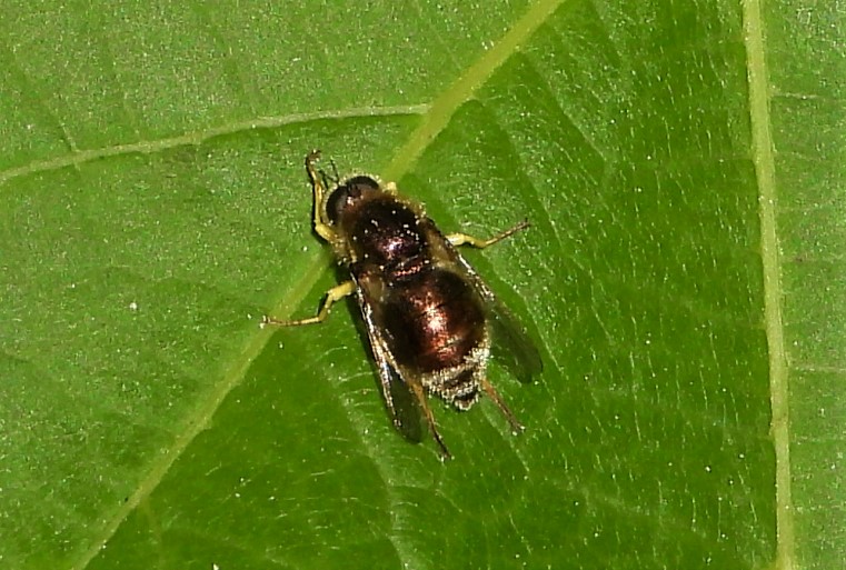 Small-headed Fly