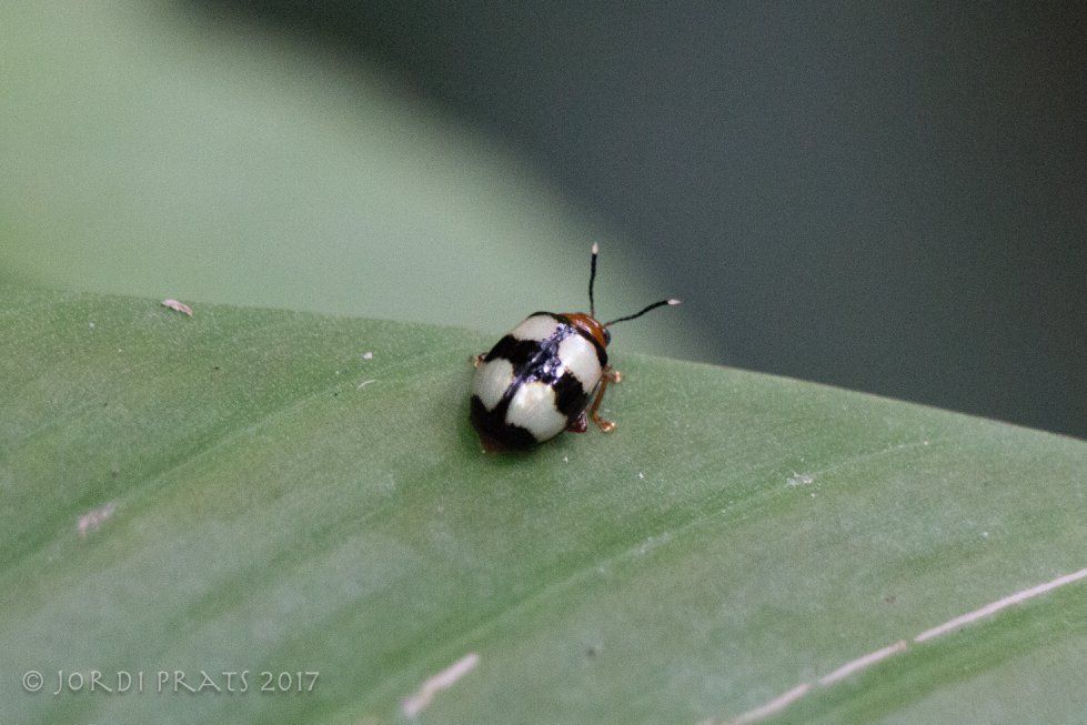 Leaf beetle