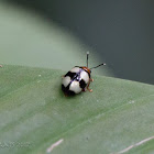 Leaf beetle