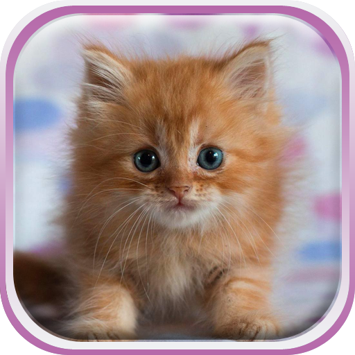 可愛的小貓 動態壁紙 個人化 App LOGO-APP開箱王