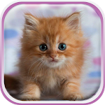 Cover Image of Download Cute Kittens Live Wallpaper 2.3 APK