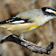 Striated Pardalote