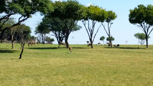 Lion Park South Africa 2015