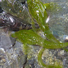 Sharpnose Sculpin