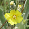 Orange Mullein