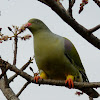 African Green Pigeon