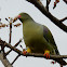 African Green Pigeon