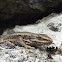 Common wall lizard