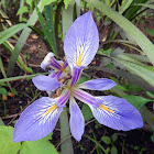 Iris