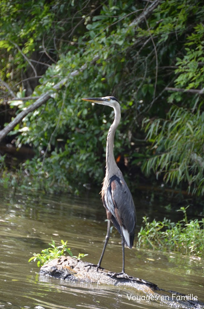 Blue heron swamp tour