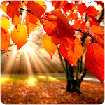 Cover Image of Herunterladen Herbst-Hintergründe 1.0 APK