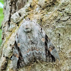 Widow Underwing Moth