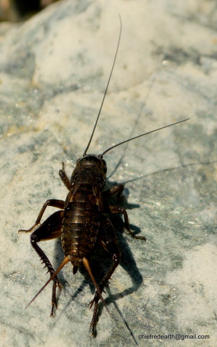 Field cricket / झींगुर