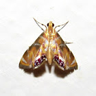 Moth