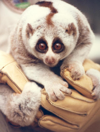 Slow Loris Wallpaper Images