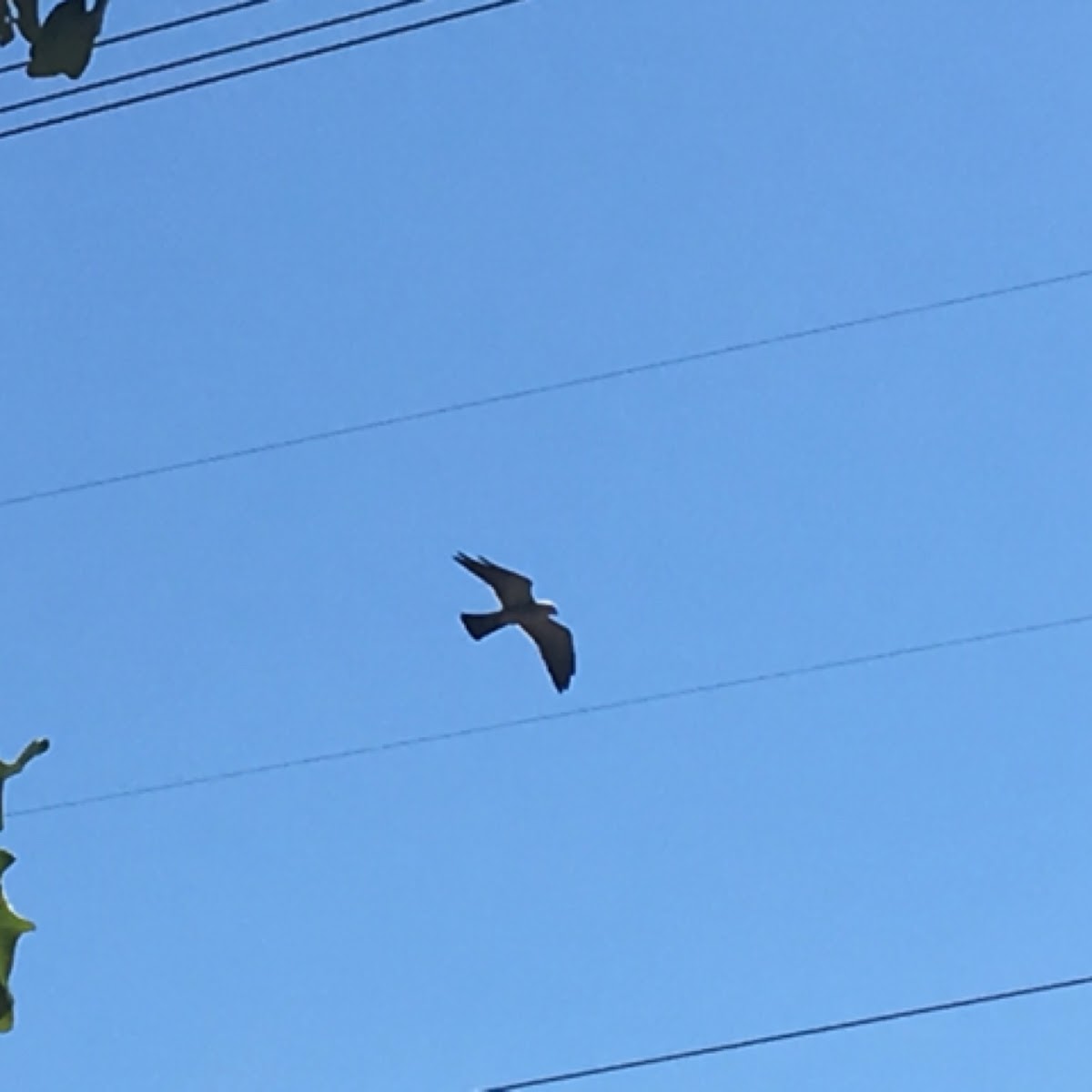 Mississippi kite