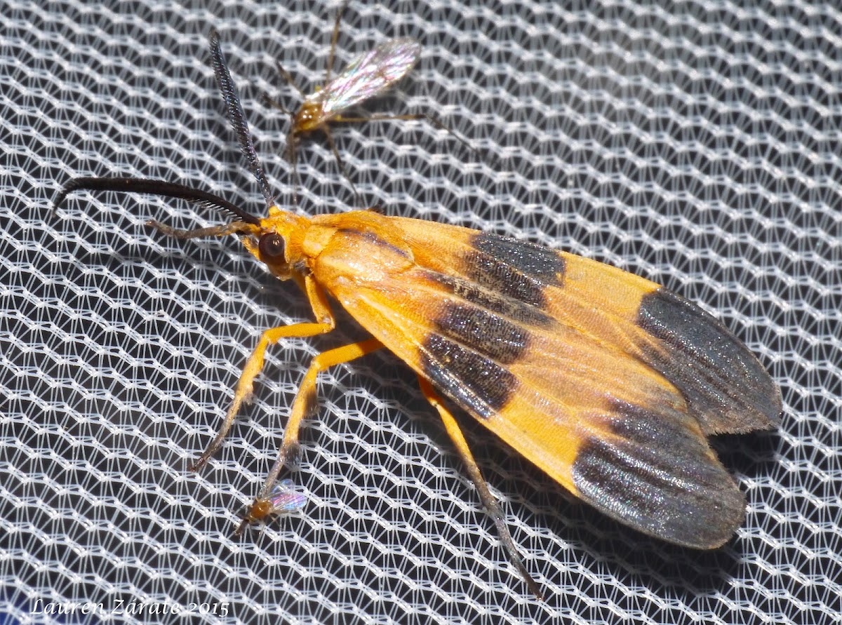 Tiger Moth mimic of Lycid Beetle