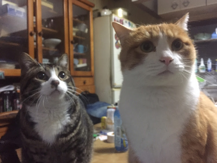 86のニャンニャンニャンの日・猫ミーム・ゆるキャン△・ターマックラリースタイル・ラリー仕様に関するカスタム事例の投稿画像22枚目