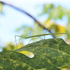 Gorkom's Stick Insect