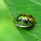 Sweetpotato Tortoise Beetle