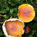 Fly Agaric