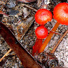 Vermillion Waxcap