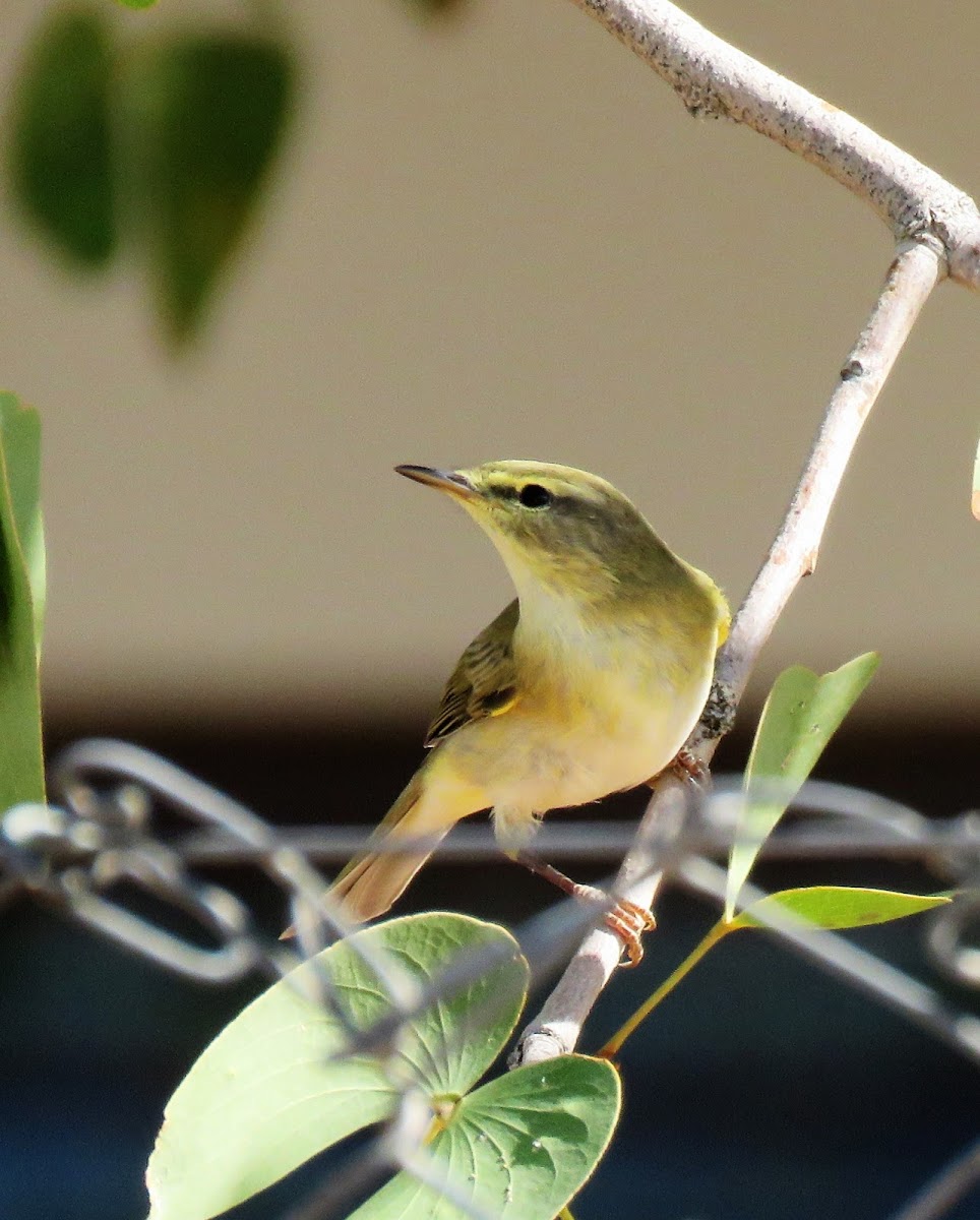 Willow warbler