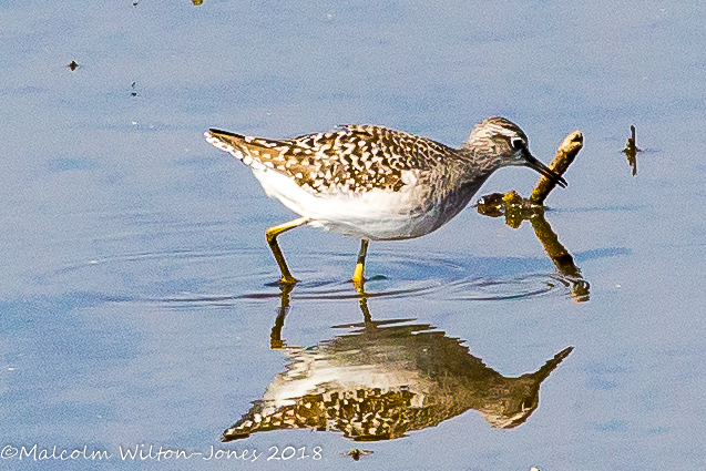 Wood Sandpiper; Andarríos Bastardo