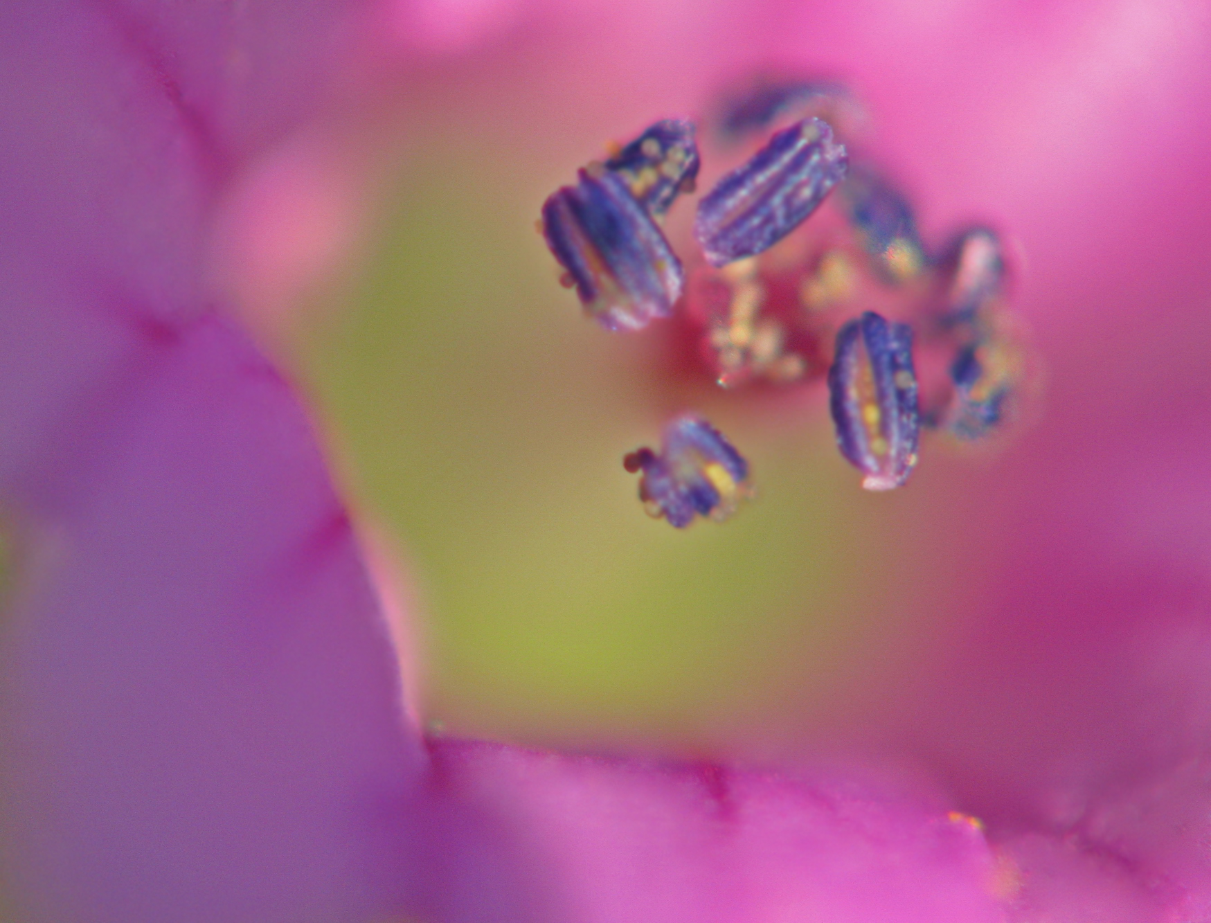 Fiore rosa di GiBi