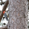 Red-Bellied Woodpecker