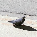 Pigeon, dove