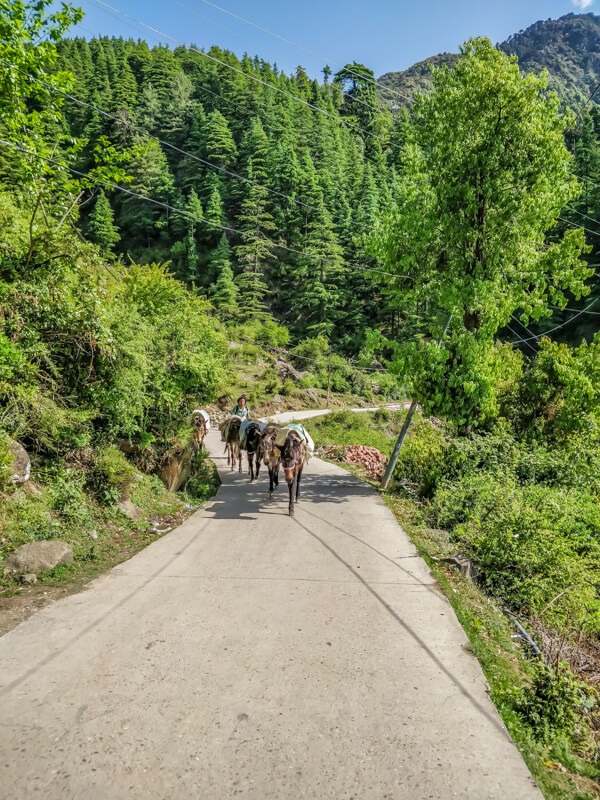 on a walk from bhagsu to dharamkot village dharamshala