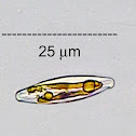 Epilithic Diatom