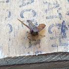 Coppery Leafhopper female