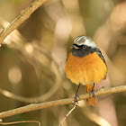 Daurian Redstart (北紅尾鴝)